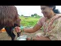 Goat S Milking Vlog