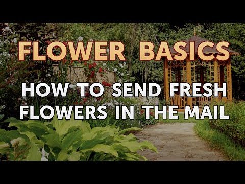 How to Get More Canna Lily Blooms