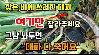 잦은비에 쓰러진 대파 여기만 잘라주고 세워주세요 그냥 두면 대파가 녹아서 다 죽어요 #대파키우기