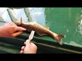 HOW TO FILLET A WALLEYE - Neat trick for removing rib cage bones