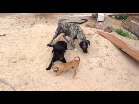 Bardino meeting Bardino