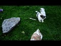 Shih Tzu dogs for sale: Greyson - Video 1