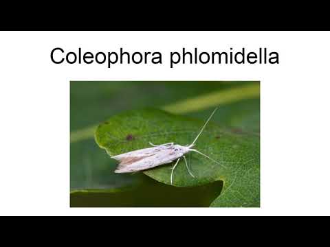 Coleophora Phlomidella