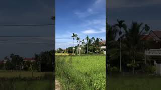 View rice fields bicycle around hoi an #shorts #travel #explore