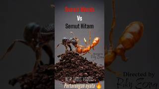Pertarungan semut terbaik 🔥 #ant #fight #animals #shorts #semut