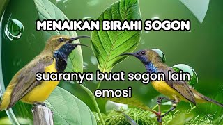 Download lagu SOGON PANCINGAN BUNYI AMPUH mp3