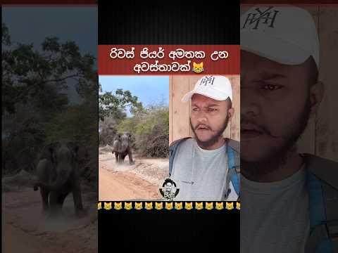 එයාලට කුරු අලියෙක් හම්බුවෙලා 😹🔥
