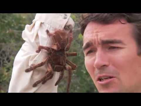 Biggest and Baddest - Season 2 (2014)