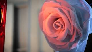 Segue... Fall Winter 2012