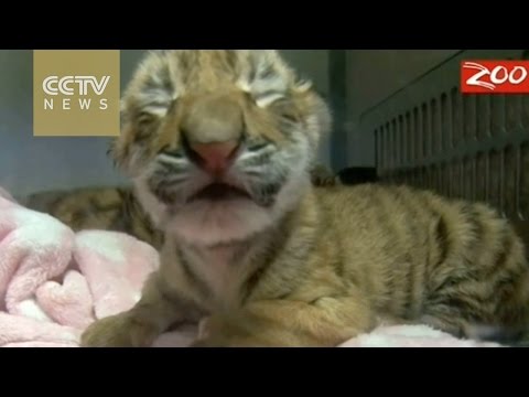Tiger triplets born in U.S.’s Columbus Zoo