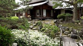 6月22日【びわ湖放送ニュース】守山・大庄屋諏訪家屋敷に咲く梅雨の風物詩「ハンゲショウ」見頃