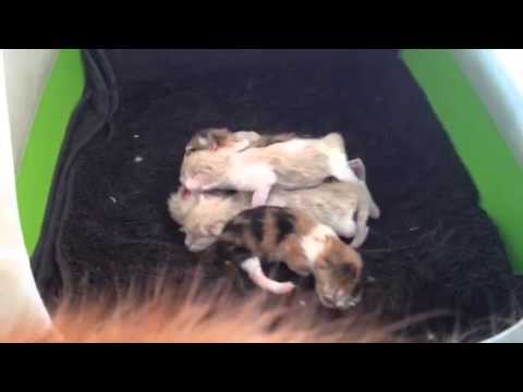 One day aged shiju kittens