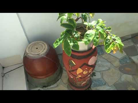 Bón phân định kỳ cho cây mai vàng miền Bắc kết hợp npk 30-10-10và humic