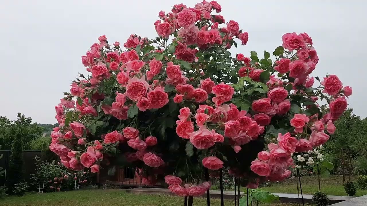Штамбовая роза &quot;Розариум Ютерзен &quot; . Июнь 2022.