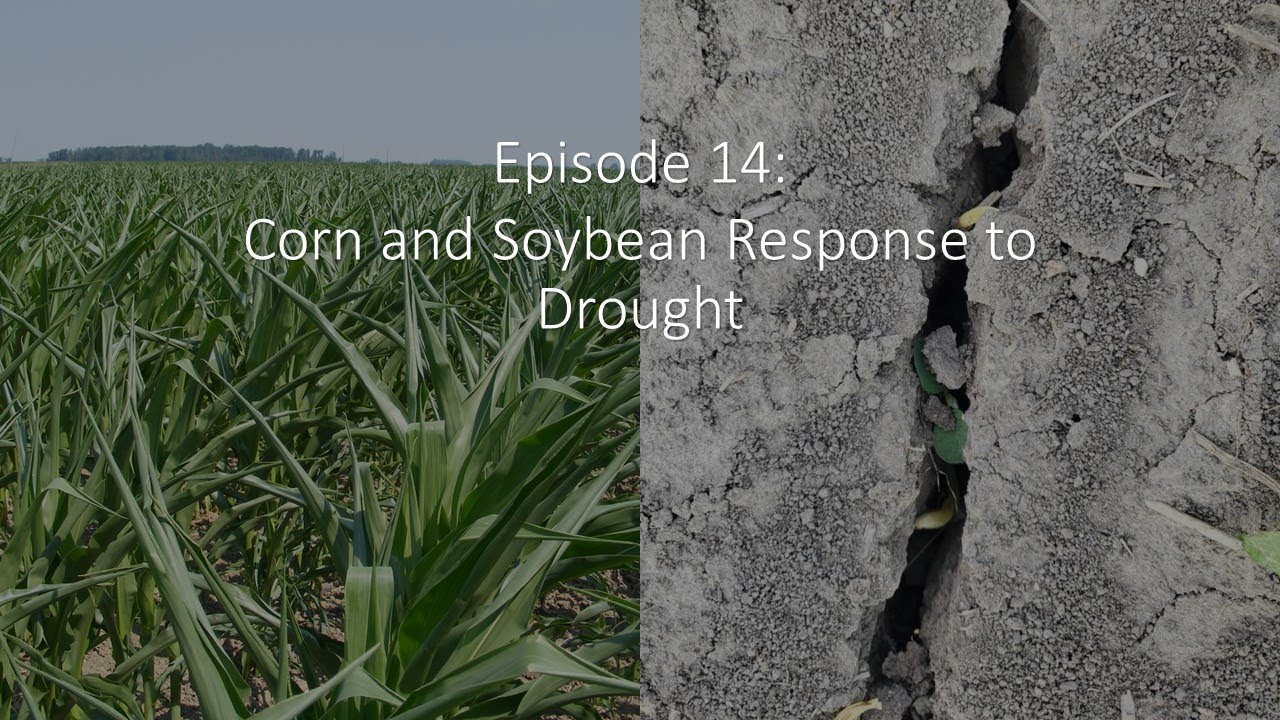 Episode 14: Corn & Soybean Reponse to Drought