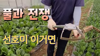 풀과 전쟁  선호미 이거면 ?