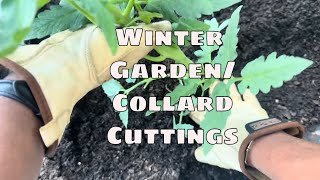Starting a Winter Garden & Propagating Collard Greens From Cuttings | Peggy’s Plant's