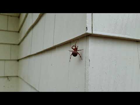 Beautiful Orb Weaver Spider in Holmdel, NJ