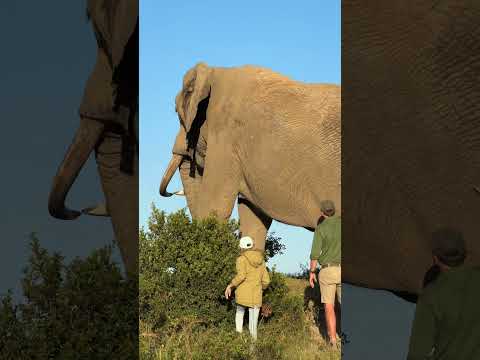 This enormous bull elephant towers over me - yet he is so careful  and gently moves away! 🐘🙌🏻 #reels