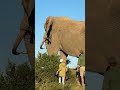 This Enormous Bull Elephant Towers Over Me Yet He Is So Careful And Gently Moves Away Reels