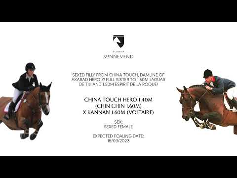 China Touch Hero x Kannan I Implanted embryo I Scuderia SA Auction 2022/October