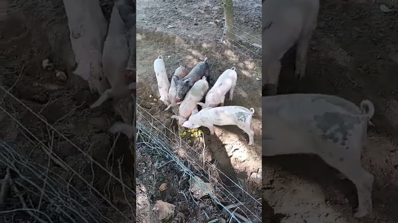 Választási malacok eladók