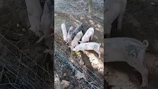 Választási malacok eladók