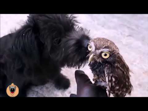 Мои милые КОТАУСИ и другие   #1