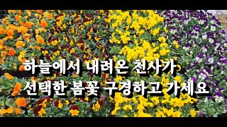 삼색제비꽃 구경하고 가세요  (팬지 비올라 구경하고 가세요)  #팬지 #비올라 #식물튜브 #봄꽃