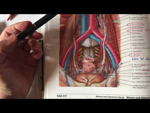 harnorg_11  Harnblase Leitungsbahnen