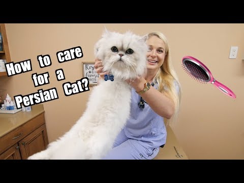 How To Care for a Persian Cat?