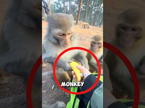 How a clever monkey earned a sweet surprise ❤️ #monkey