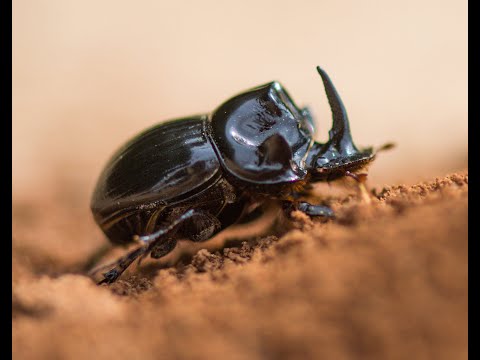 What is Wilderness? - Trailer 2023