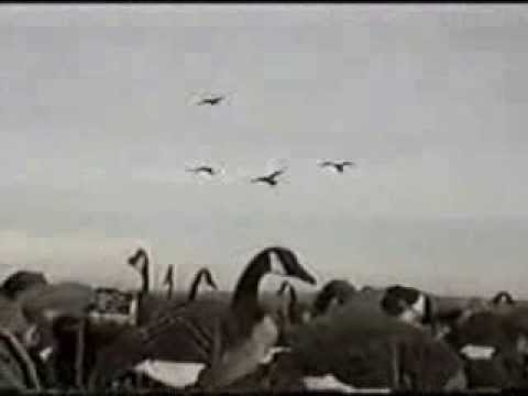 Goosehunt.ru - отстрел гусей
