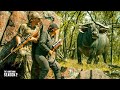 Buffalo Hunt Meat Harvest Outback Bush Adventure