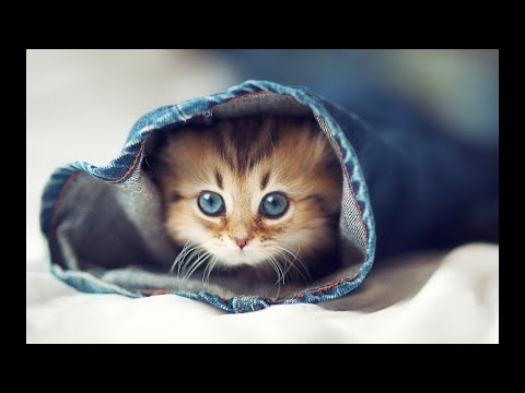 Top Funny Cat Videos  - Try not to Laugh #funnycats #cutecats