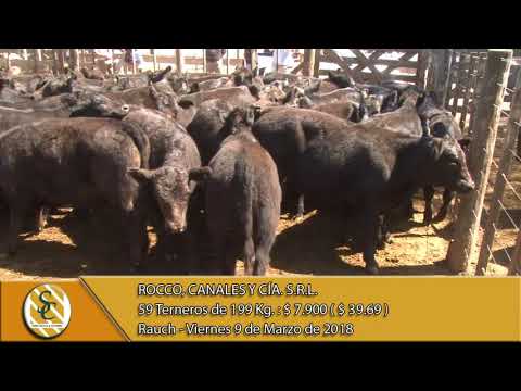 09-03-18 Venta de Machos - Rocco, Canales y Cía. S.R.L. - Rauch