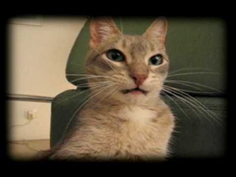 Gato FELIPE en sillón verde