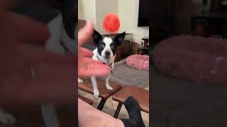 Video preview image #1 Rat Terrier-Unknown Mix Puppy For Sale in Corona, CA, USA