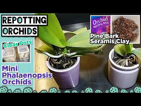 REPOTTING Miniature Phalaenopsis Orchids  (Pine Bark & Seramis Potting Mix)