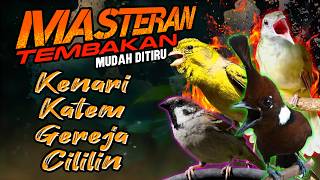 Download lagu #06 MASTERAN BURUNG KOMBINASI ISIAN TEMBAKAN KAPAS TEMBAK, GEREJA, CILILIN, KENARI, SUARA JERNIH mp3 Download lagu #06 MASTERAN BURUNG KOMBINASI ISIAN TEMBAKAN KAPAS TEMBAK, GEREJA, CILILIN, KENARI, SUARA JERNIH mp3
