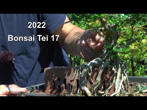 Bonsai 2022 Teil 17 Bonsaipflege im Sommer und Rückschnitt der Bonsai
