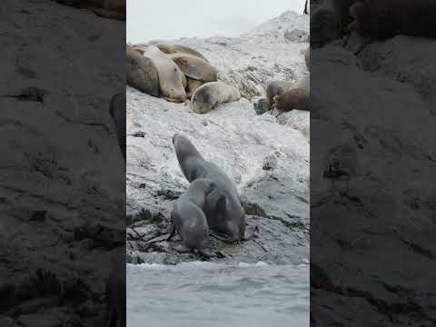 Wild Sea Lions in the Tierra del Fuego region of Patagonia in Ushuaia
