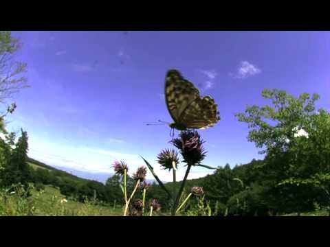 晩夏のヒョウモン　700fps