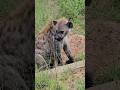 A Hyena Giving Birth Outside Its Nest