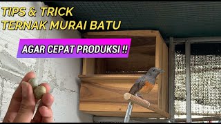 Download lagu CARA TERNAK MURAI BATU UNTUK PEMULA AGAR CEPAT PRODUKSI ! !  Part I mp3