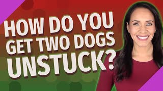 How do you get two dogs unstuck?