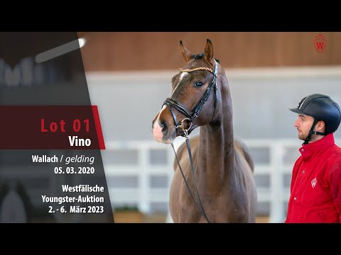 Youngster-Auktion Lot 01 Vino Wallach v. Viva Gold - Scolari