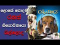 Cats Dogs ලෝකේ ඉන්න හොඳම රහස් නියෝජිතයෝ බල්�