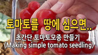 토마토를 땅에 심으면.. (If you plant tomatoes in the ground..) 토마토모종 …